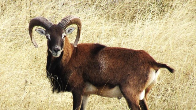 A mouflon standing in tall, dried out grass looking toward camera.