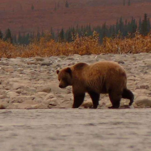 A pair of cubs cuddle together on the coast.