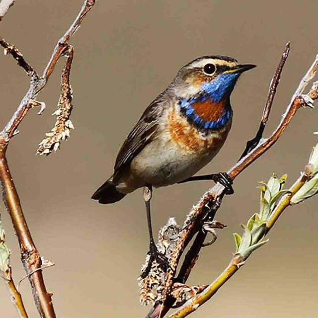 Bluethroat