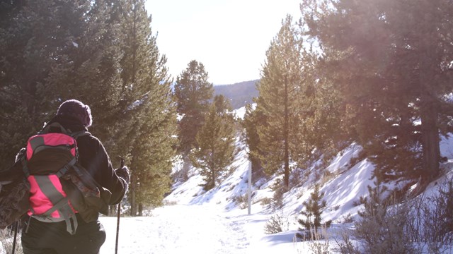 A woman cross-country skiing on a snowy trail.
