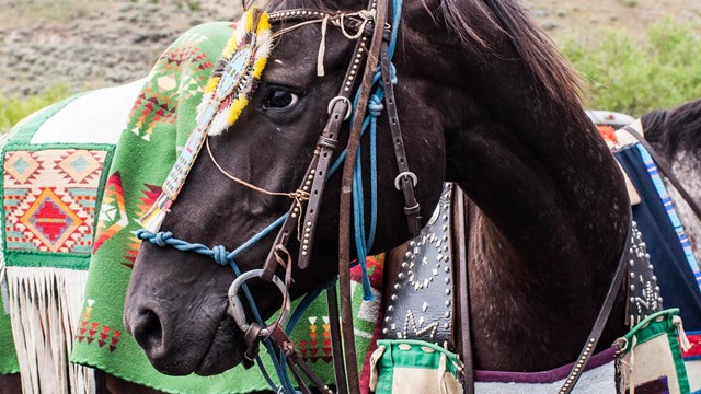 Appaloosa horse in traditional Nez Perce ceremonial garb.