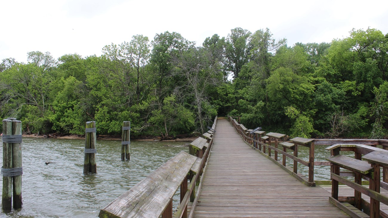 Boardwalk stretching over the water and disappearing into a green forest