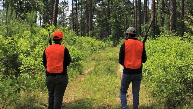 Two hunters wearing orange vests, carrying shotguns, walking down a path in the woods.