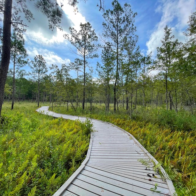 A curving wooden boardwalk leading into a bog full of ferns and pines under a partly cloudy sky.
