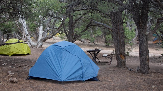 A blue tent and light green tent are pitched on dirt between juniper and pinyon pine trees.
