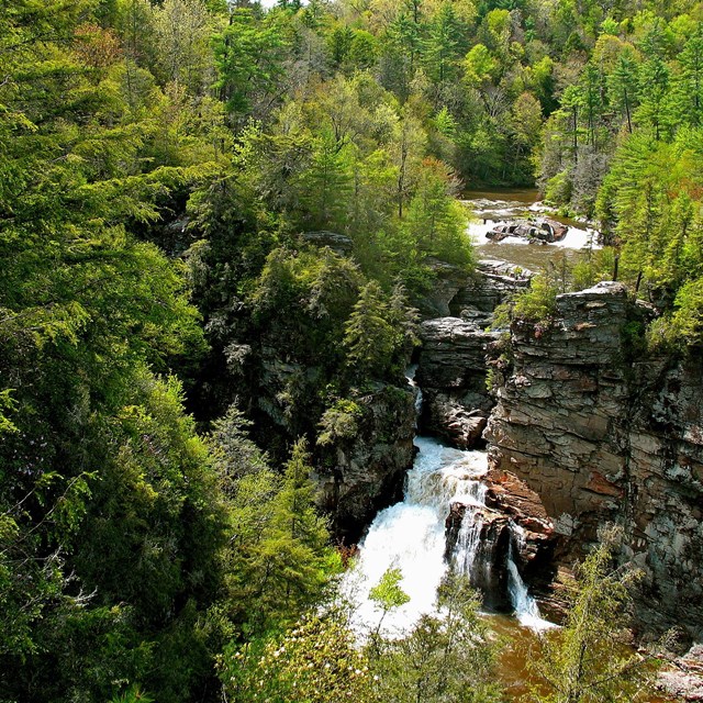 Rushing waterfall at the top of a gorge surrounded by trees.