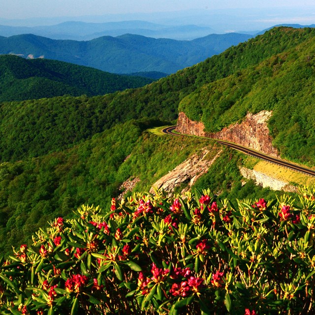 Rhododendron on top of Craggy Pinnacle overlooking the mountains and parkway.