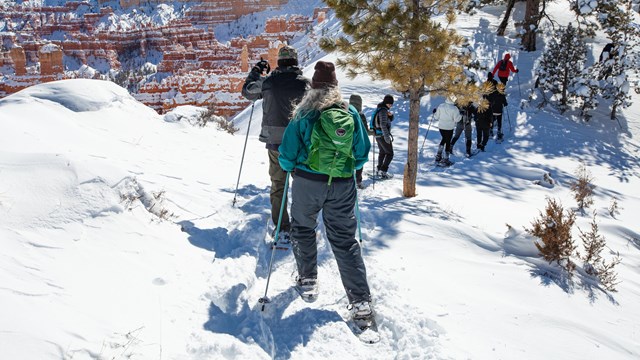 A group of people snowshoe amongst the trees with red rocks in the background.