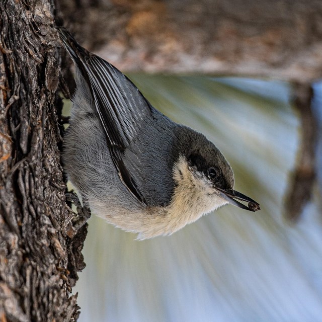 A small white and gray bird.