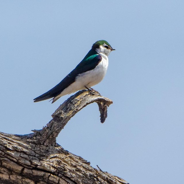 A small green, purple and white bird perches on a branch