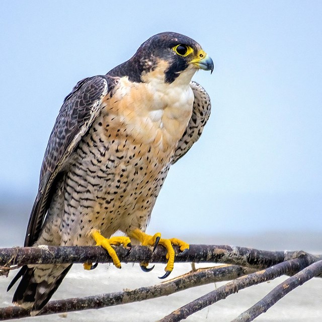 A bird with a dark head and speckled underside perches on a branch.