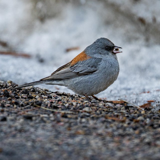 A small white and gray bird with a brown back.