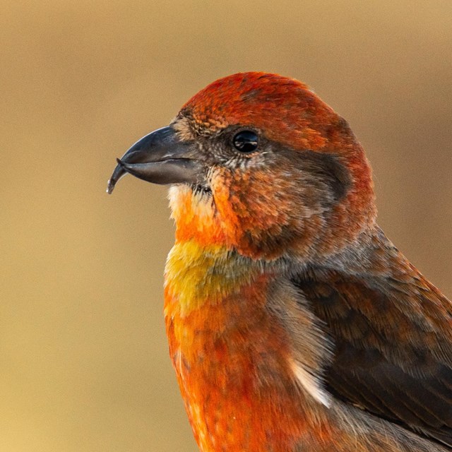 A bright red bird with a crossed beak against a blurred orange background.