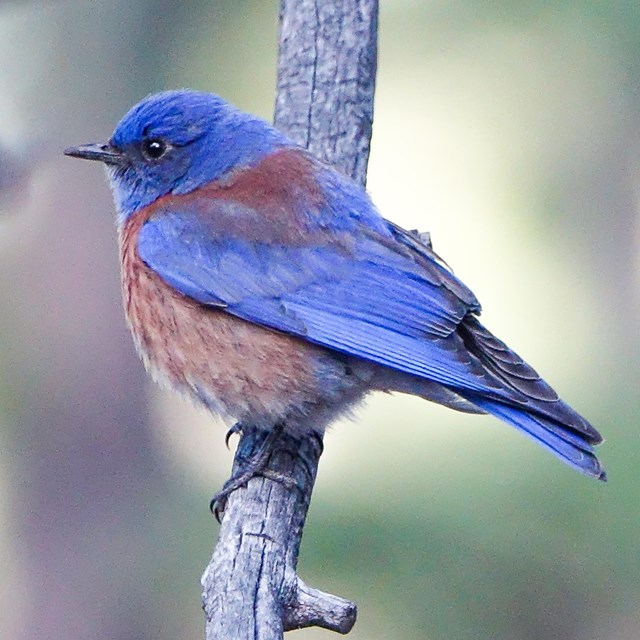 Bluebirds