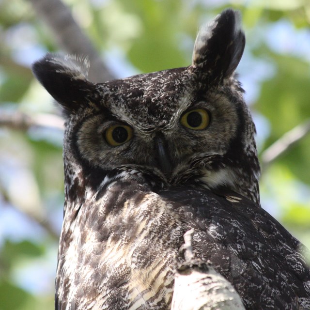 A photo of a large brown and white owl.