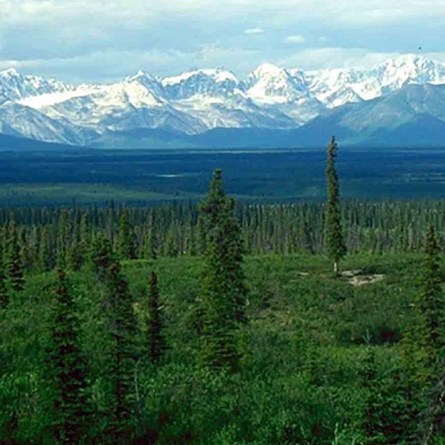 A researcher collected vegetation data in the field.