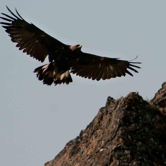 A Golden eagle about to land on a cliff.