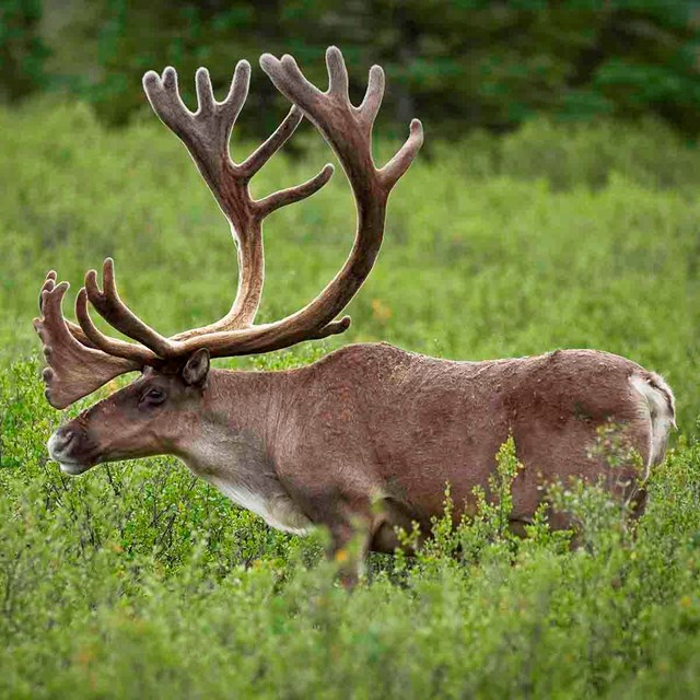 A bull caribou in velvet.