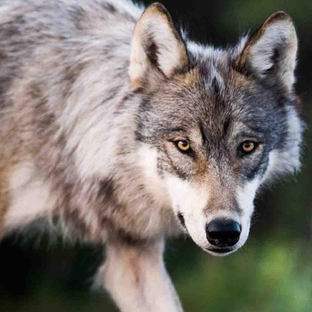 A close up of a wolf.