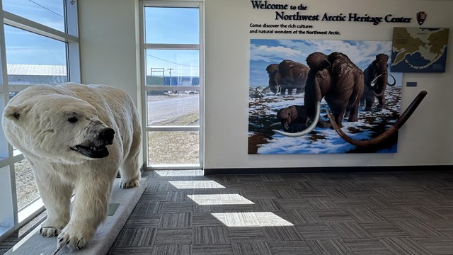 Interpretive presentation inside the heritage center of a polar bear