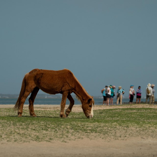 Visitors stand a safe distance away from a horse grazing on grass. A boat is in the background. 