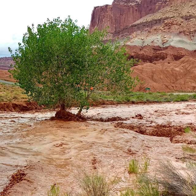 Flash flood in Sulphur Creek in Capitol Reef National Park