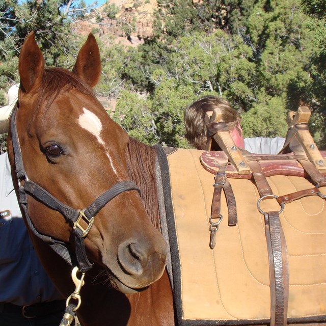 Horse with a pack saddle on looking at the camera. 