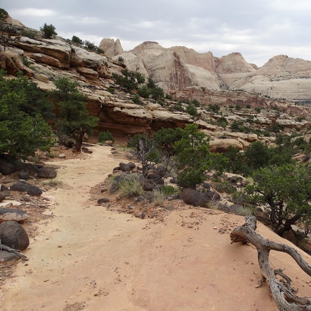 Slick rock trail with juniper trees, rocks, and views of white cliffs in the distance. 