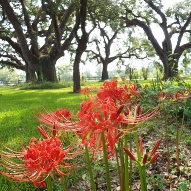 Red flowers, shown close up.
