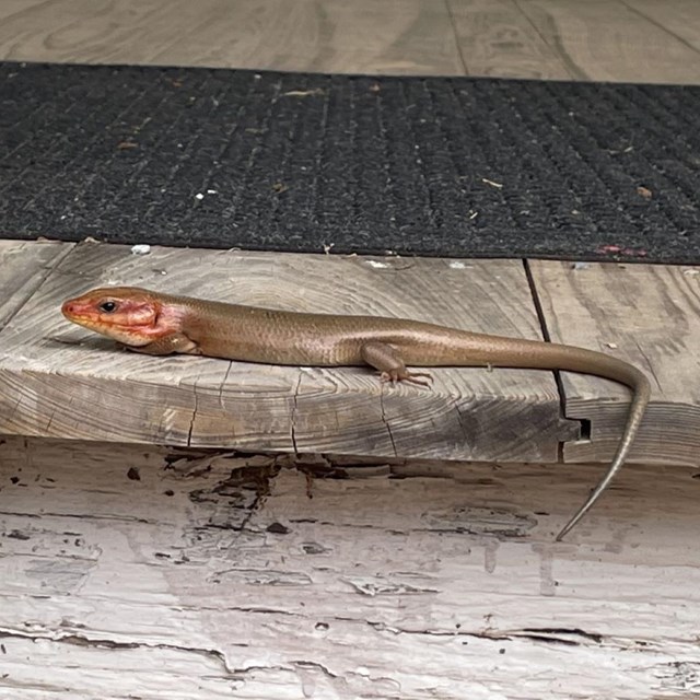 Skink on step