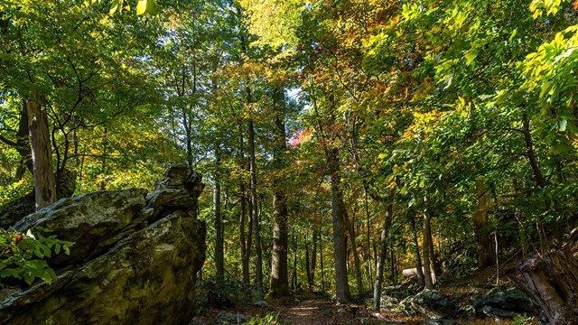 Learn about how the park is managing a resilient forest. 