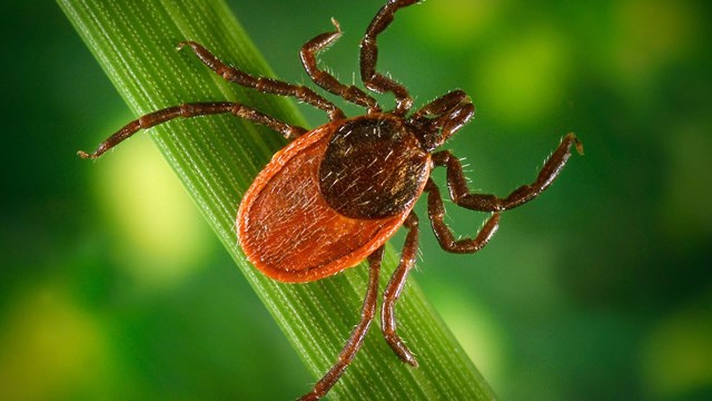 Extreme closeup of a deer tick on a blade of grass.