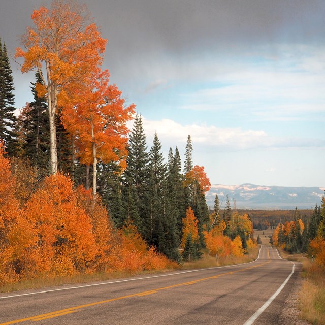 Trees with orange leaves line a two lane road.