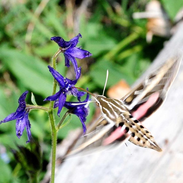 A moth collecting pollen from a purple flower. 