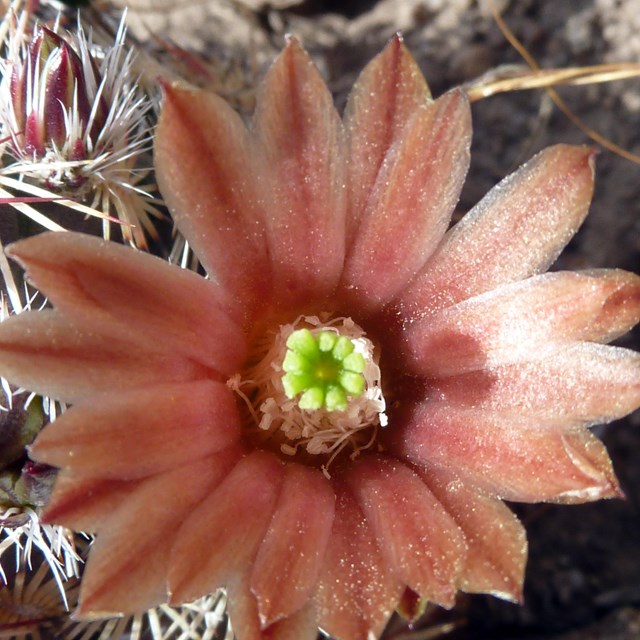Hedgehog cactus flower