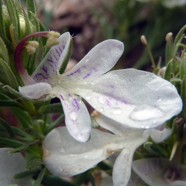 Germander flower