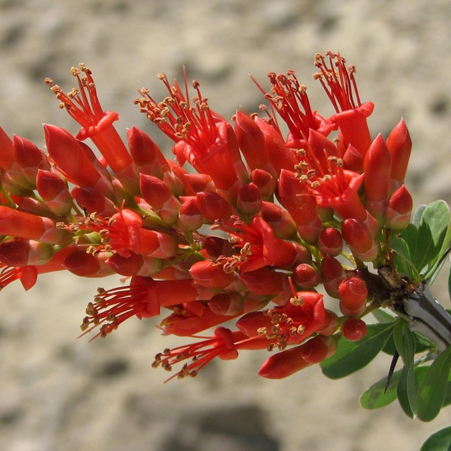 Ocotillo flowers