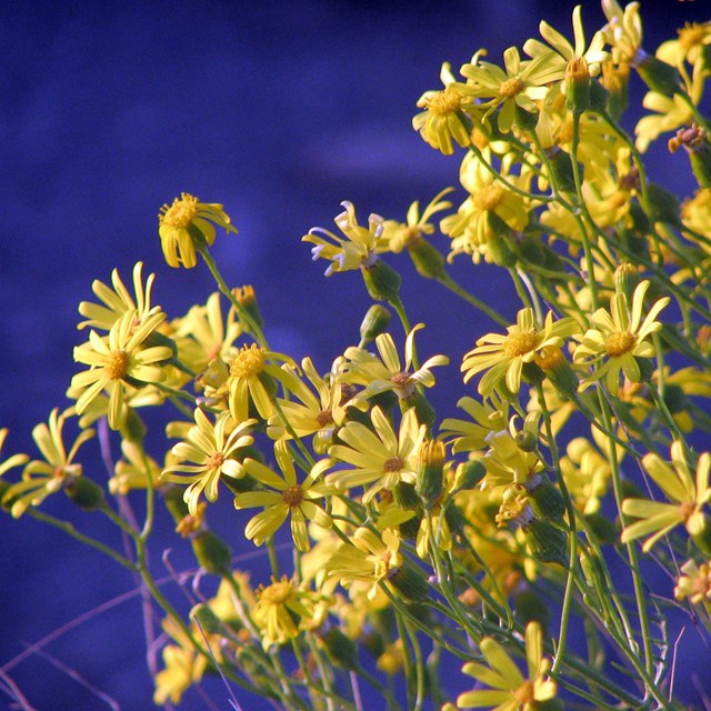 Damianita daisy flowers