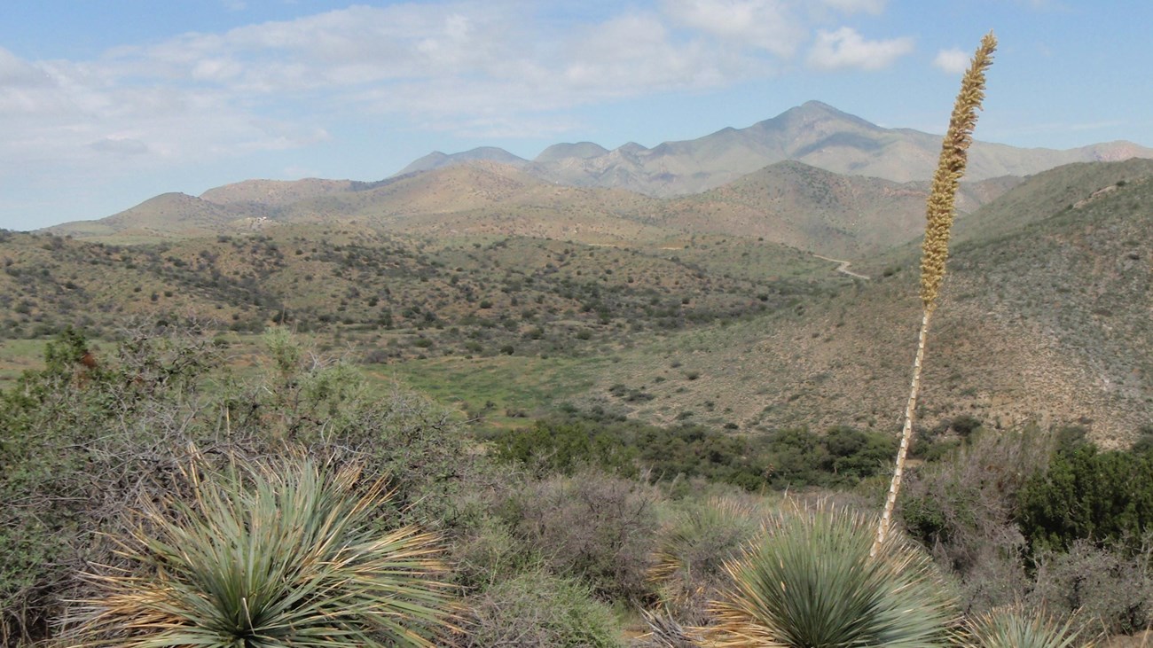 Photograph of sotols, distant green mountain ranges, and a small road. 