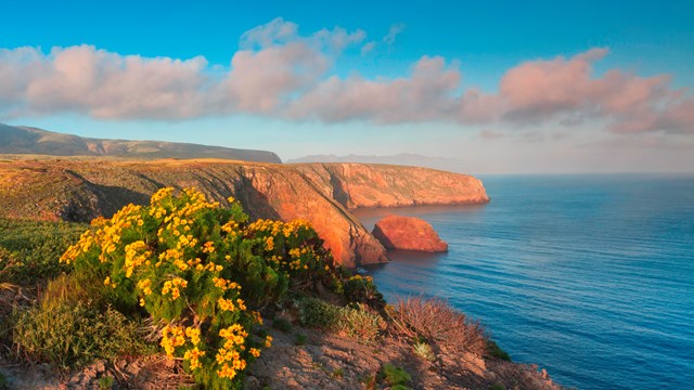 Yellow flowered coreopsis overlooking ocean bluffs. ©Tim Hauf, timhaufphotography.com