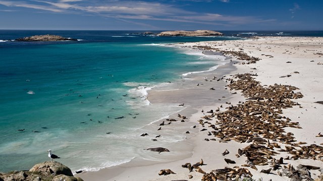 White sand beach with pinnpeds. ©Tim Hauf, timhaufphotography.com