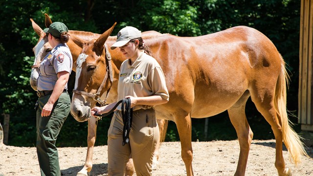 Caring For the Mules