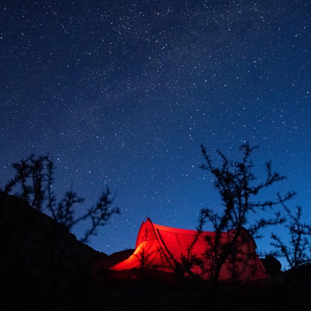 An orange glowing tent and dark silhouettes of trees under a blue star filled sky.