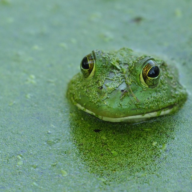 a frog pops it's head up out of green pond waters