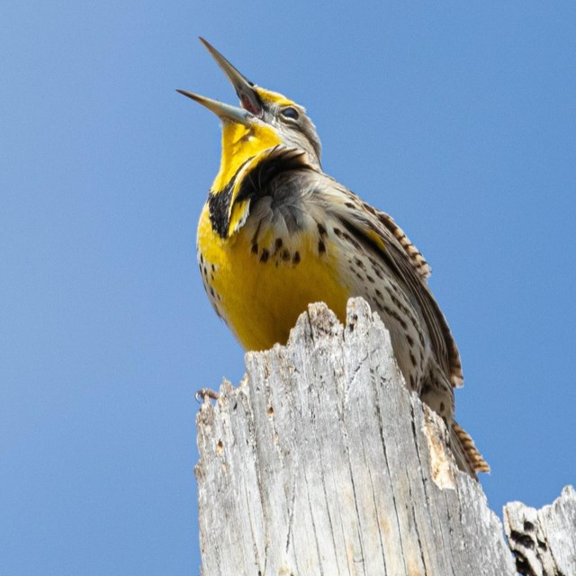 a yellow meadowlark perches on a stump