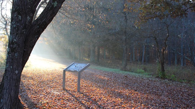 Sun shines on wayside exhibit covered in leaves