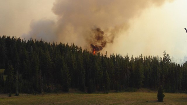 Fire streams upwards in the midst of a forest