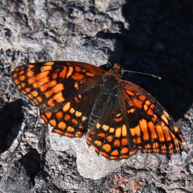 an orange butterfly 