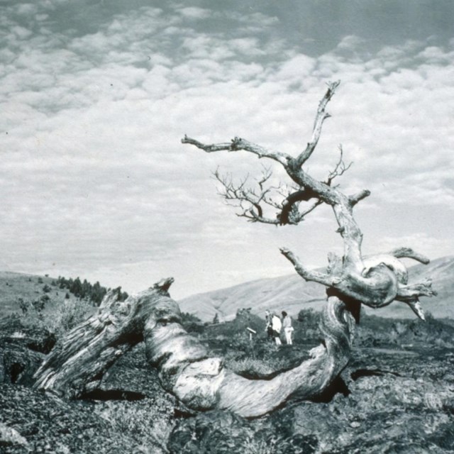 Three people stand on a trail behind a dead limber pine with a twisted trunk. 