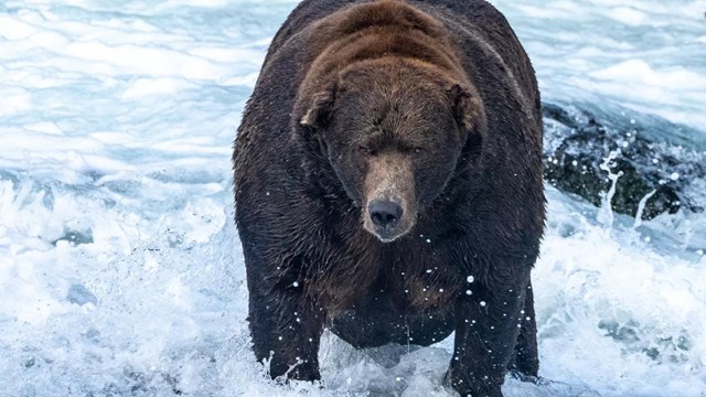 Large grizzly bear